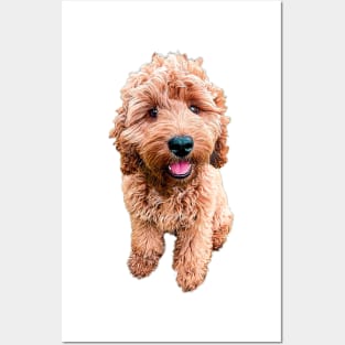 Cockapoo Cavapoo Labradoodle Goldendoodle Doodles Posters and Art